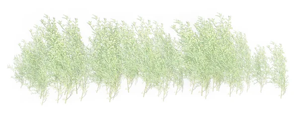 Folhagem de relva branca e verde — Fotografia de Stock