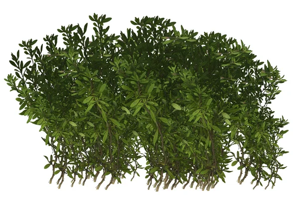 Зелена рослина чагарник — стокове фото