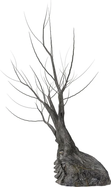 Döda trädet — Stockfoto