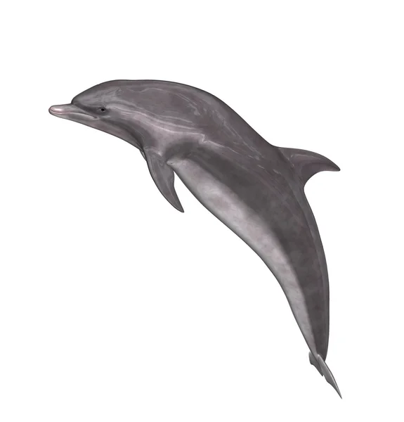 Dolfijn Stockafbeelding