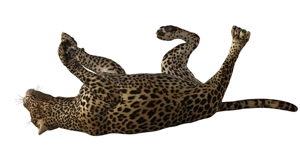 Jaguar Stockbild