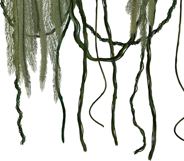 ジャングルつる植物 ロイヤリティフリーのストック画像