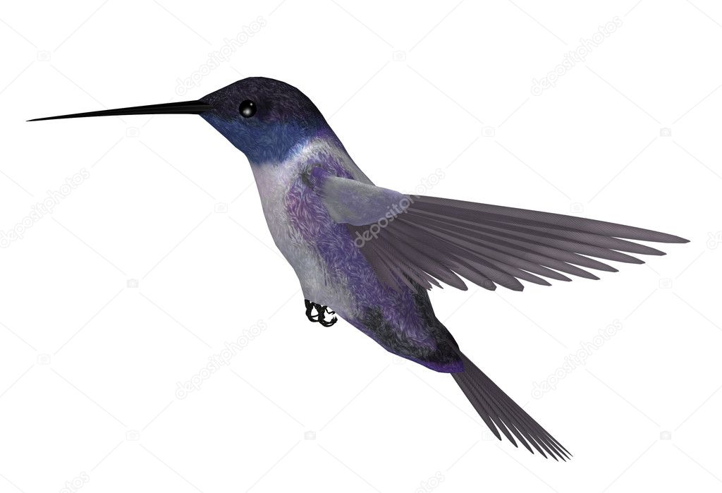 Blue Purple Hummingbird