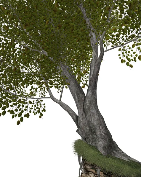 Ein großer Baum — Stockfoto