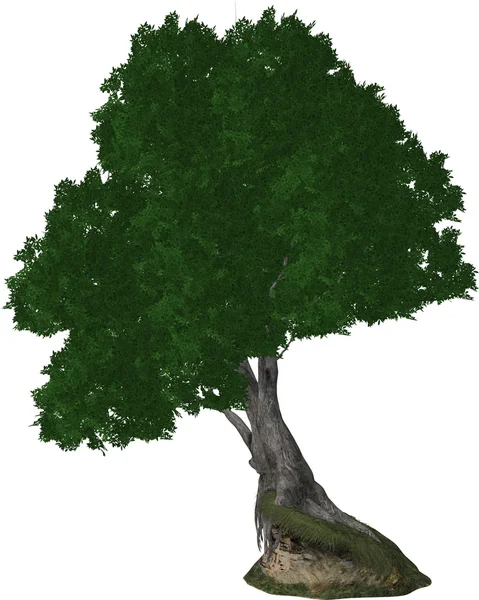 Bir büyük ağaç — Stok fotoğraf