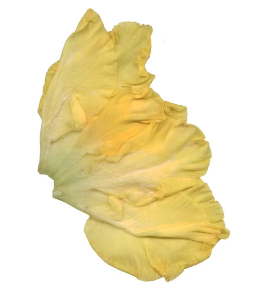 Yellow Rose Petals — Stock Photo, Image