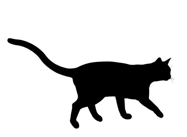 Kedi illüstrasyon siluet — Stok fotoğraf