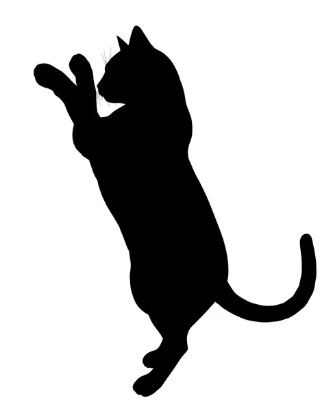 猫の図のシルエット — ストック写真