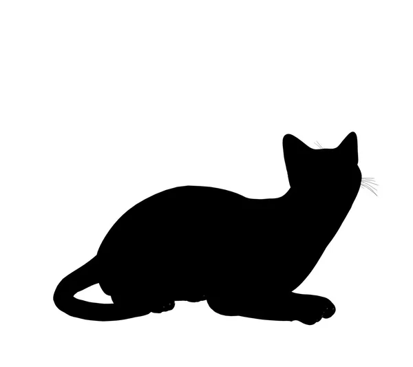 Kat illustratie silhouet — Stockfoto
