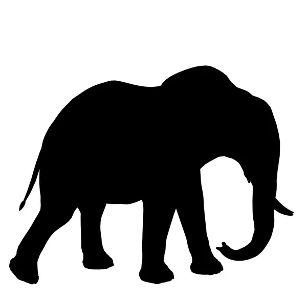 Sloní ilustrace silhouette — Stock fotografie