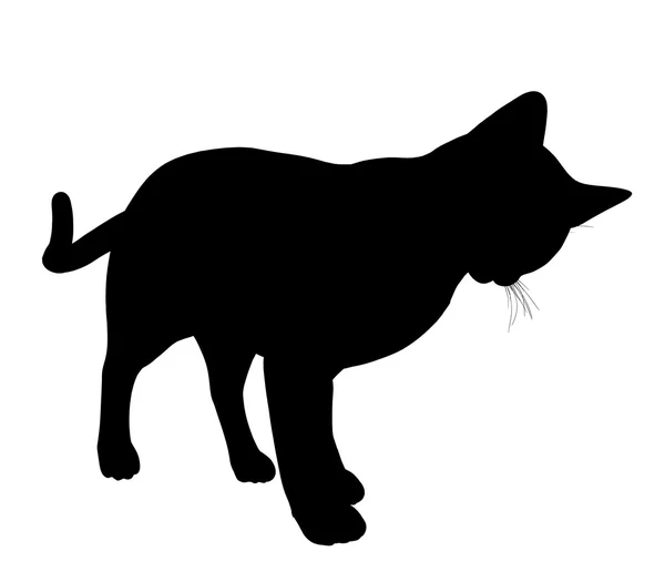 Silueta de ilustración de gato — Foto de Stock