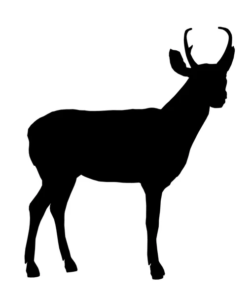 鹿の図のシルエット — ストック写真