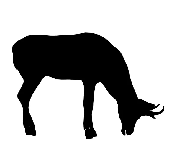 Silhueta de ilustração de veados — Fotografia de Stock