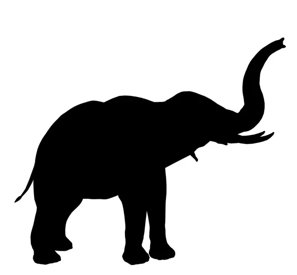 Слон ілюстрація силует — стокове фото