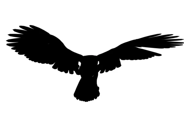 Eagle Illustration Silhouette — Stock Photo, Image
