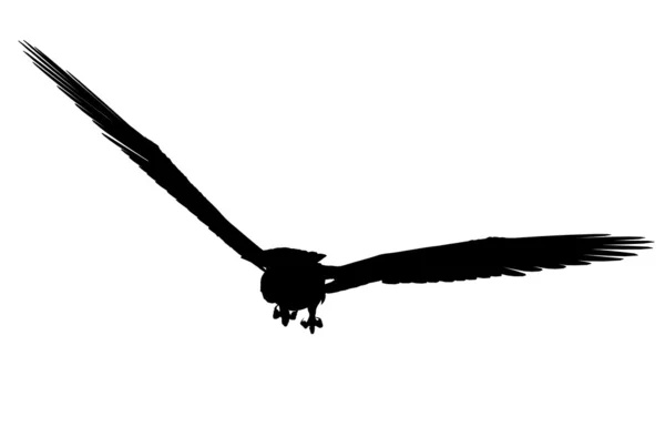 Adler-Abbildung Silhouette — Stockfoto