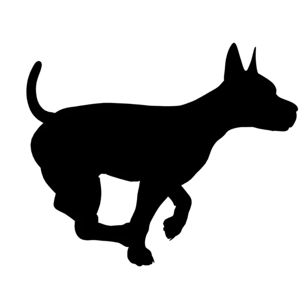 Силуэт щенка дога — стоковое фото