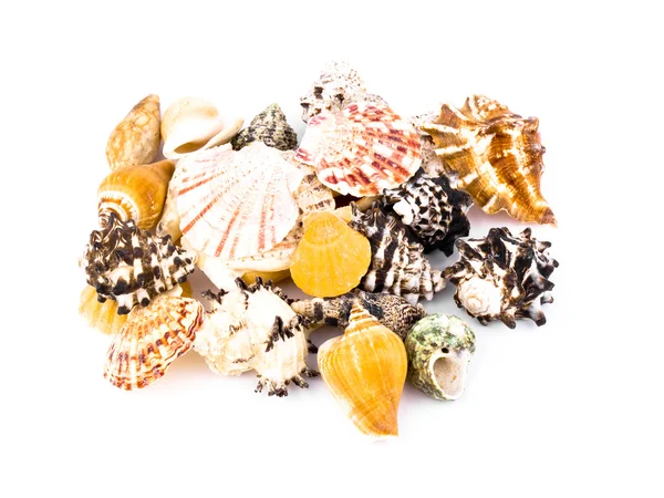 Shells on white background — Stock Photo, Image