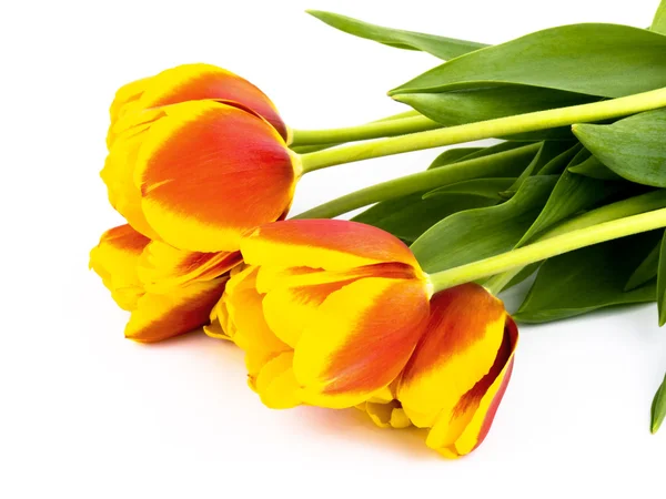 Tulipanes sobre fondo blanco —  Fotos de Stock