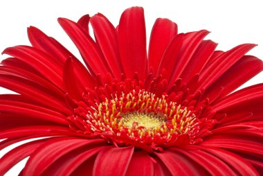 kırmızı gerbera