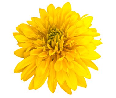 Yellow flower clipart