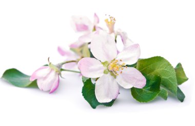 Apple tree blossom clipart