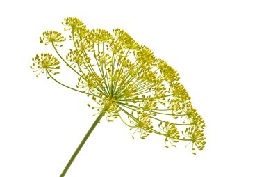 Dill clipart