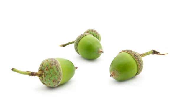 stock image Acorns