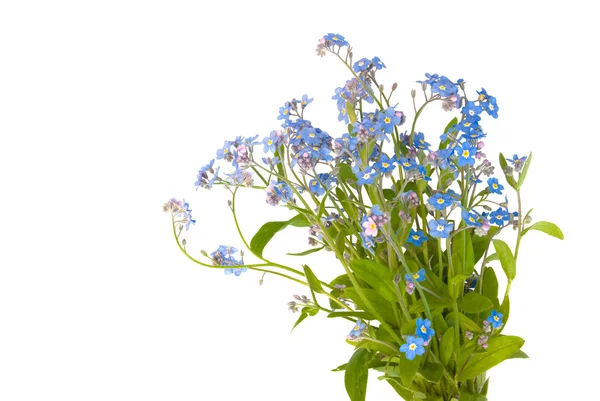 Forget-me-not — Stockfoto