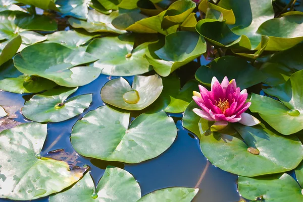 Stock image Waterlily