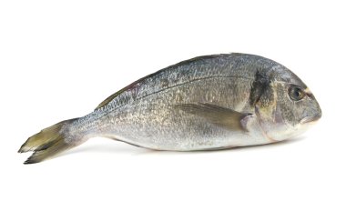 Fish clipart