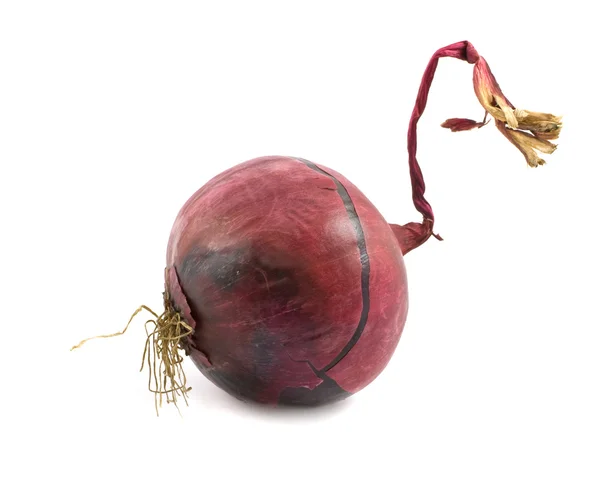 Kırmızı soğan — Stok fotoğraf