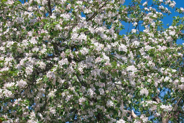 stock image Apple tree blossom