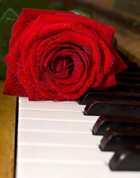 Red rose on piano keys — Stock Photo, Image
