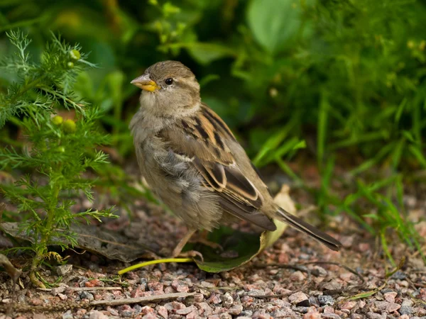 stock image Sparrow