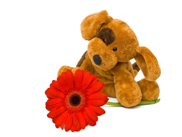 Stock image Toy dog and flower