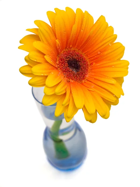 Gerber orange in vase, isolated on white — Stock Photo, Image