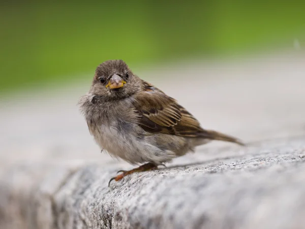 Stock image Sparrow