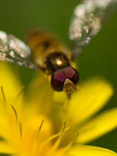 Moucha na žlutém květu — Stock fotografie
