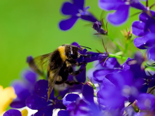 Bumblebee çiçek