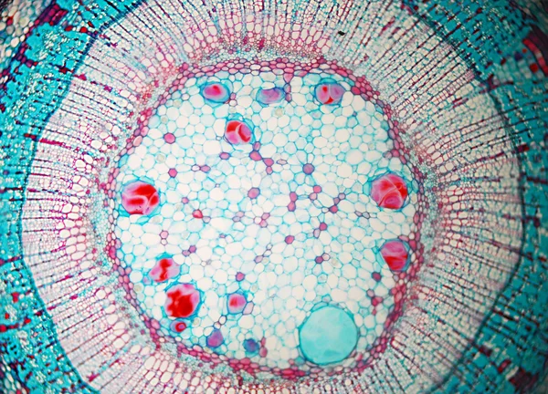 Artes da biologia celular — Fotografia de Stock