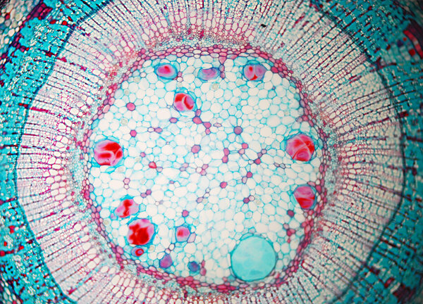 Искусство клеточной биологии
