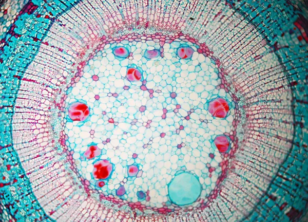 Konst i cellbiologi Royaltyfria Stockbilder