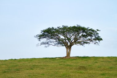 bir parkta yalnız ağaç