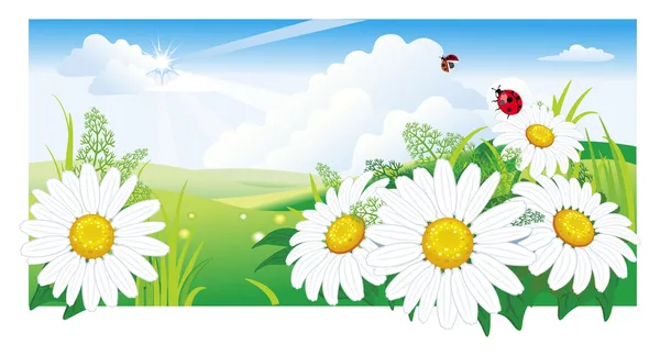 Summer landscape with a chamomile — Stock Vector