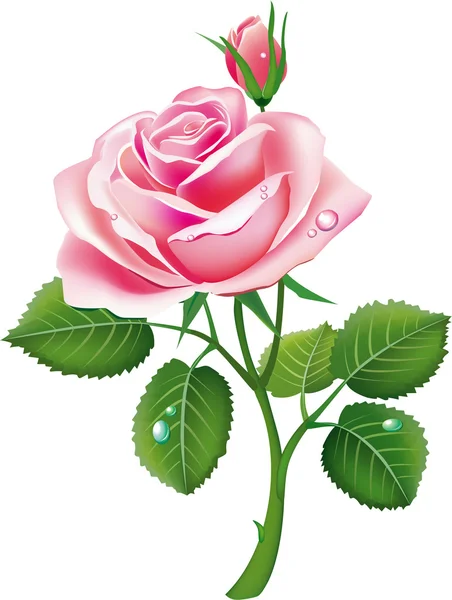 Gyönyörű rózsaszín rózsa — Stock Vector