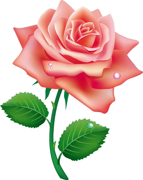 Illustration of single rose — Stock Vector
