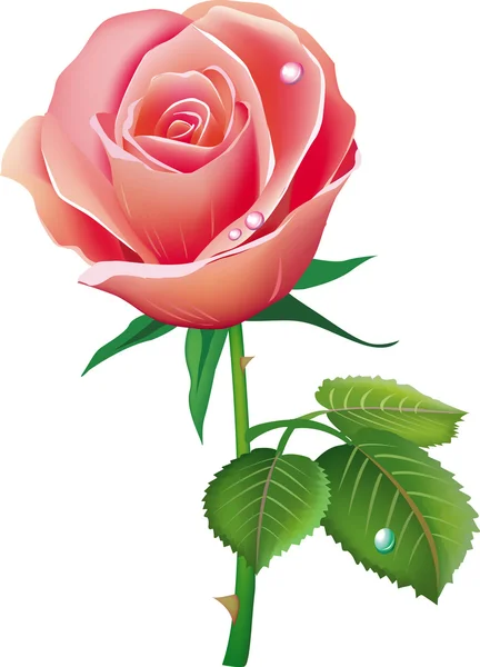 矢量插画的玫瑰 — 图库矢量图片
