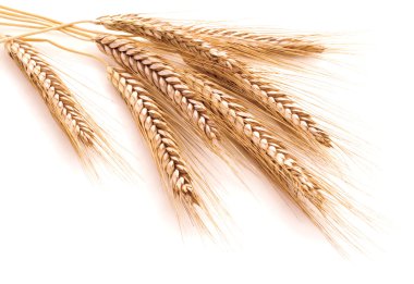 Wheat ears on a white background clipart