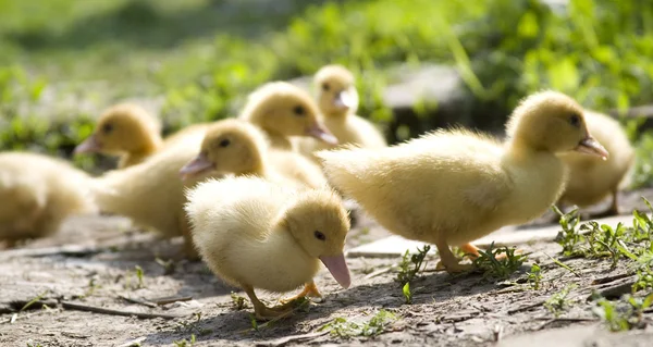 Little ducklings walking on the path — Stock Photo, Image